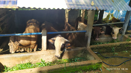 Album : Budidaya Sapi